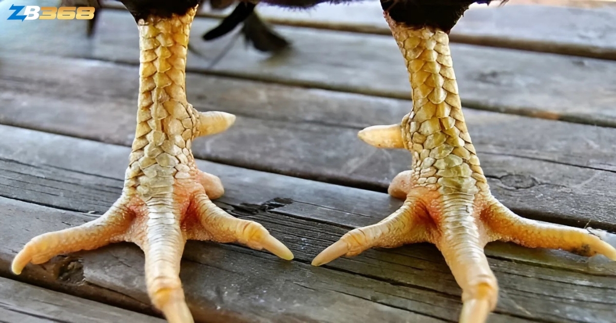 5 Cách Xem Tướng Gà Chọi Trước Khi Đá - Nhìn Màu Mạng, Vảy, Cựa