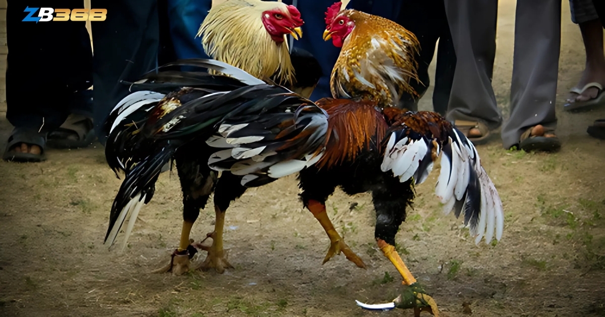 Các trận cựa dao diễn ra trong chớp nhoáng, vì vậy chiến kê cần có tốc độ ra đòn cực nhanh, khả năng bay cao và tung ra những cú đá liên hoàn (liên hoàn cước)