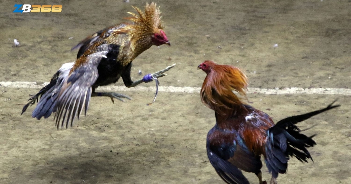 Cựa sắt có thiết kế dạng trụ tròn, thân cựa uốn cong và phần đầu được mài nhọn như một chiếc đinh sắc. Mục tiêu chính của cựa sắt không phải là chém rách mà là đâm xuyên. 