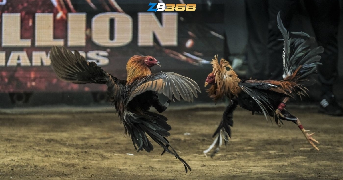 Giải Mã Sức Hút Đá Gà Campuchia - Lý Do Kê Thủ Việt Luôn Ưu Tiên