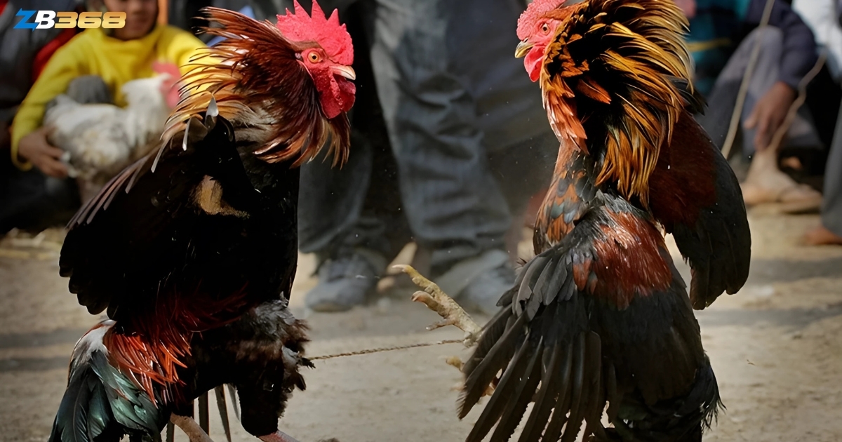 Gà chọi Campuchia từ lâu đã là lựa chọn hàng đầu của nhiều kê thủ Việt Nam