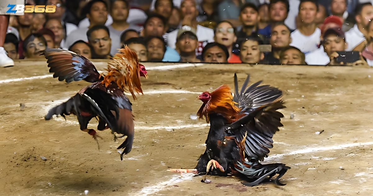 Gà chọi Philippines được cả thế giới biết đến nhờ phong cách chiến đấu tốc độ và khả năng sử dụng cựa dao cực kỳ hiệu quả.