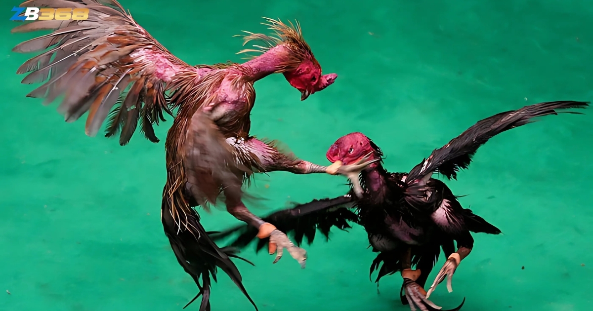 Gà chọi Thái Lan là dòng gà lai tạo kỹ lưỡng, nổi bật với thể hình cao lớn, cánh dài và khả năng di chuyển linh hoạt.