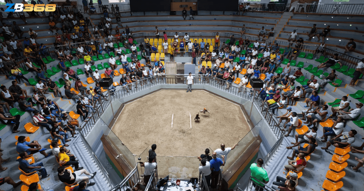 Khám Phá Bên Trong Trường Gà Thomo - Quy Mô và Mức Độ Chuyên Nghiệp