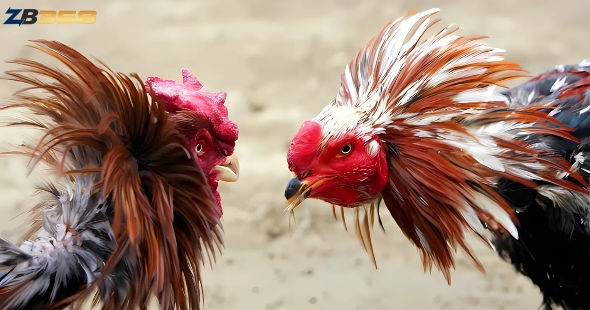 Quản Lý Vốn Khi Chơi Đá Gà Online - Bí Quyết Chơi Lâu, Thắng Lớn