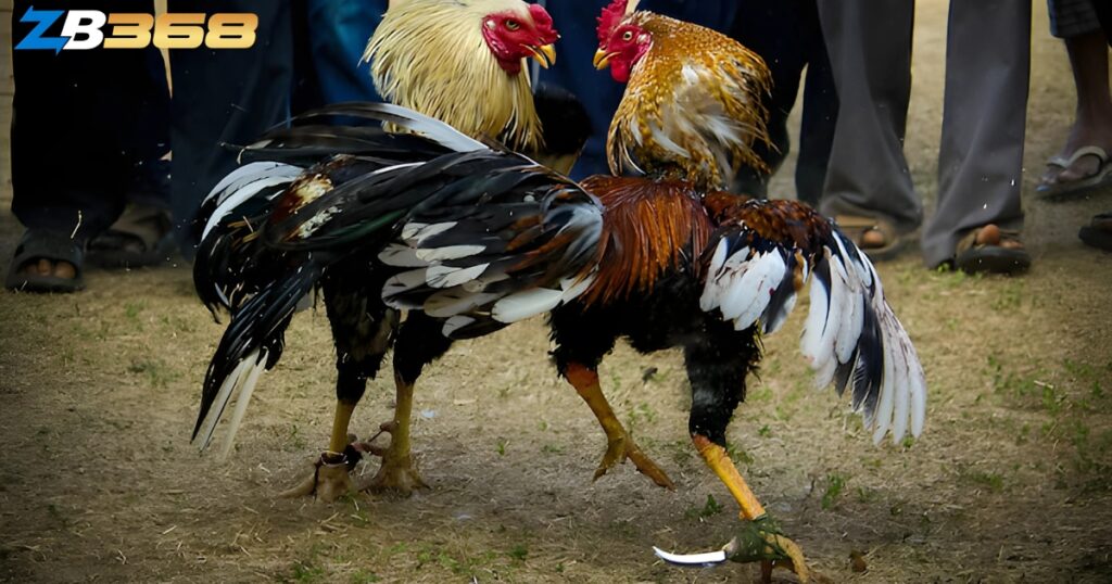 Luật Chơi Đá Gà Campuchia tại Thomo Cập Nhật Mới Nhất 2025