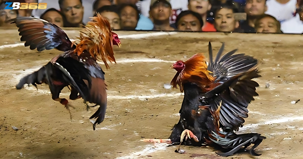 Từ Lóng Trong Giới Đá Gà Cựa Sắt - Kê Thủ Cần Biết Những Gì?