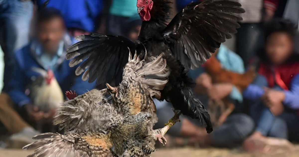 Quản Lý Vốn Khi Chơi Đá Gà Online - Bí Quyết Chơi Lâu, Thắng Lớn