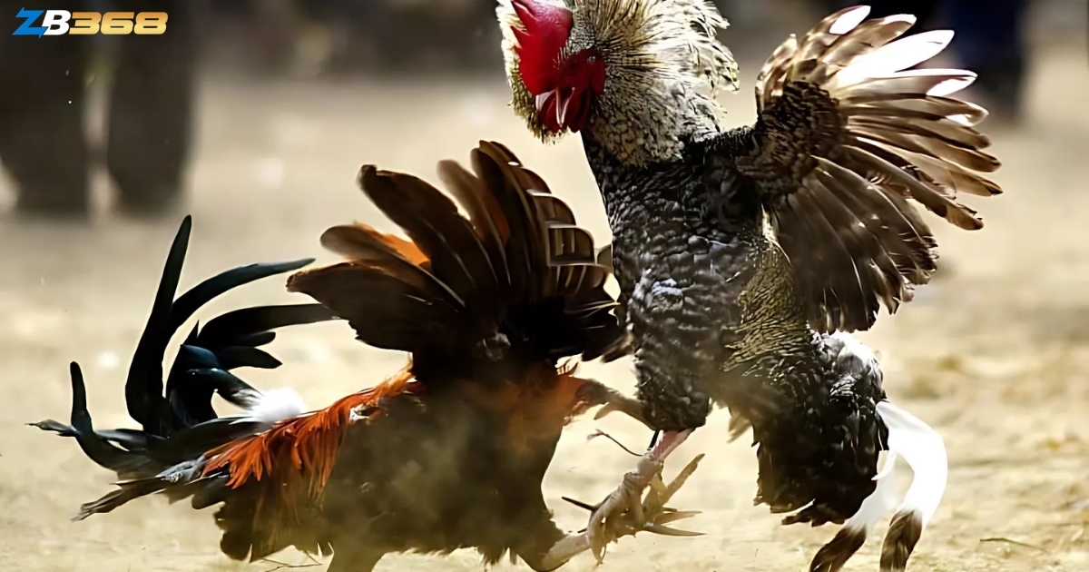 5 Cách Xem Tướng Gà Chọi Trước Khi Đá - Nhìn Màu Mạng, Vảy, Cựa