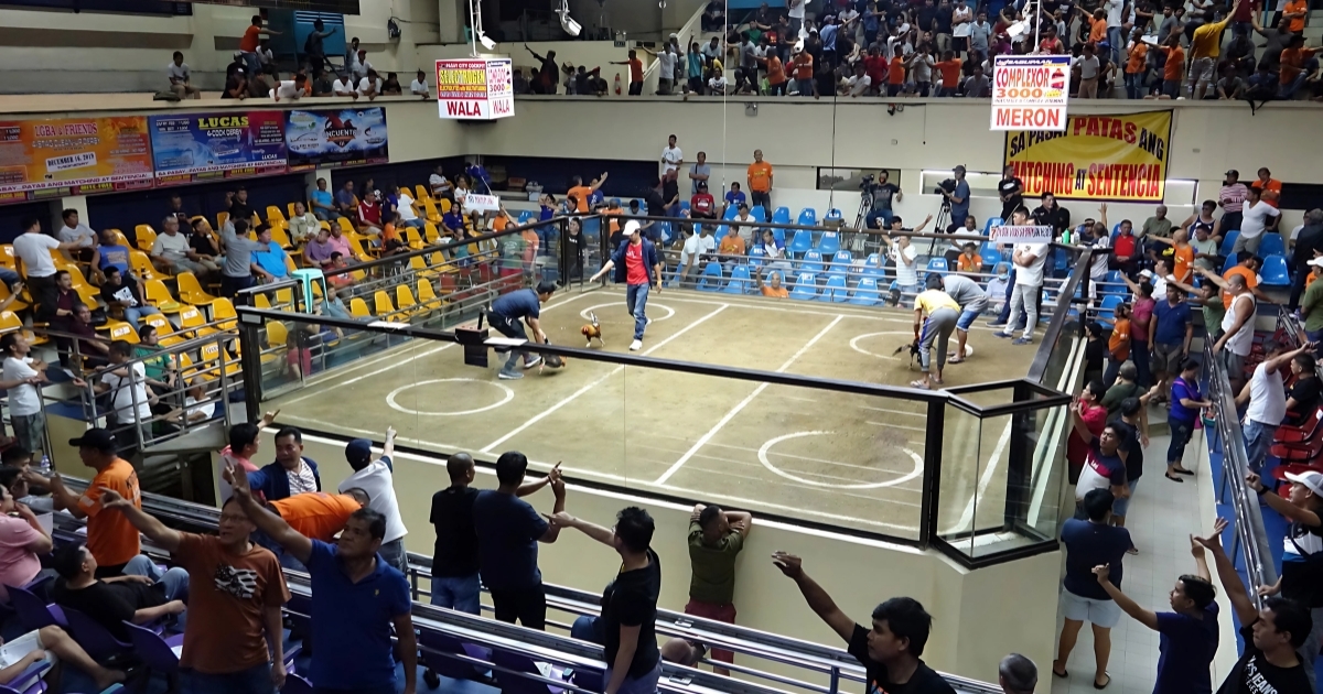 Đá Gà Thomo là gì? Tại Sao Đây Là Sàn Đấu Hấp Dẫn Nhất Hành Tinh?