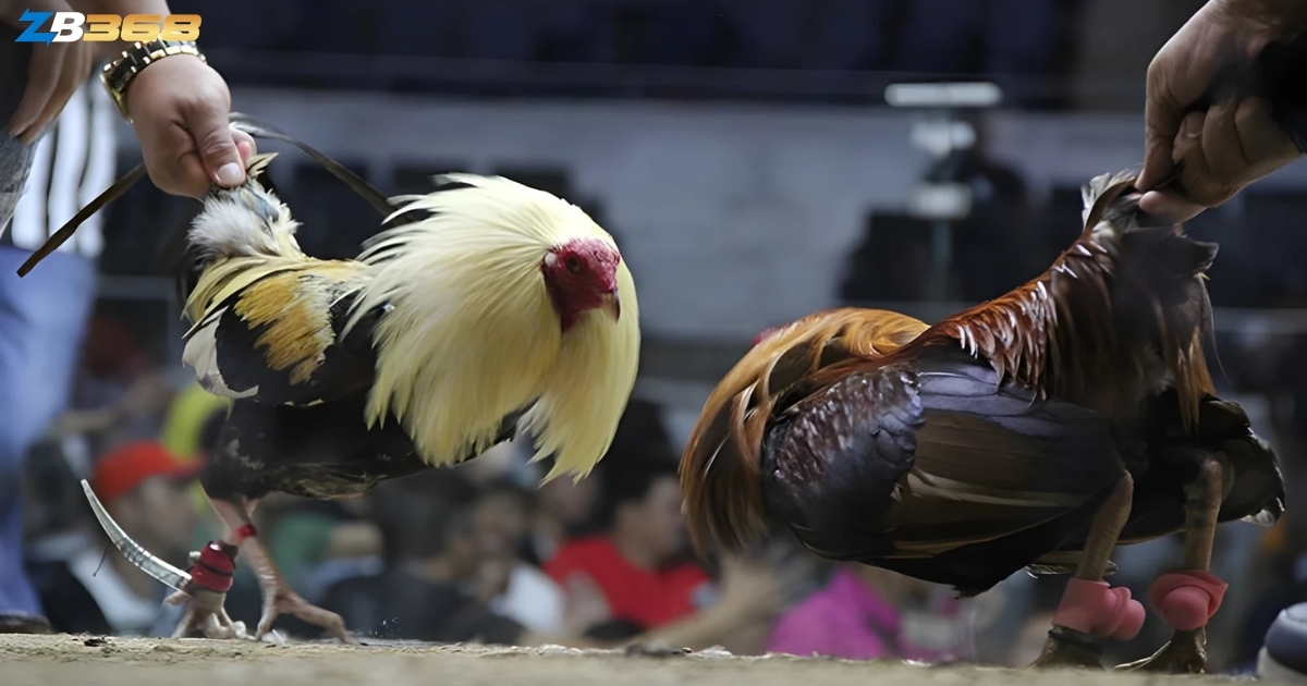 7 Sai Lầm Chết Người Người Mới Chơi Đá Gà Online Cần Tránh