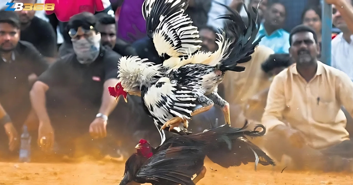 Từ Lóng Trong Giới Đá Gà Cựa Sắt - Kê Thủ Cần Biết Những Gì?