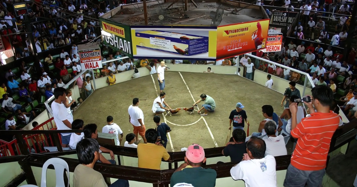 Đá Gà Thomo là gì? Tại Sao Đây Là Sàn Đấu Hấp Dẫn Nhất Hành Tinh?