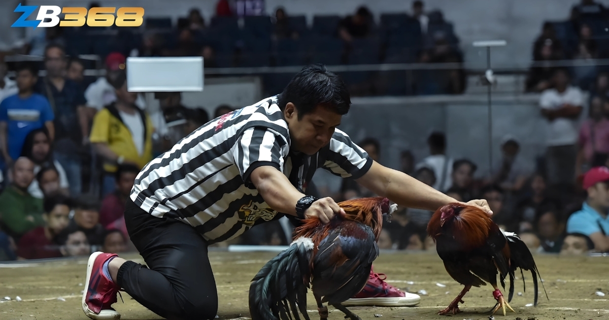 Khám Phá Bên Trong Trường Gà Thomo - Quy Mô và Mức Độ Chuyên Nghiệp