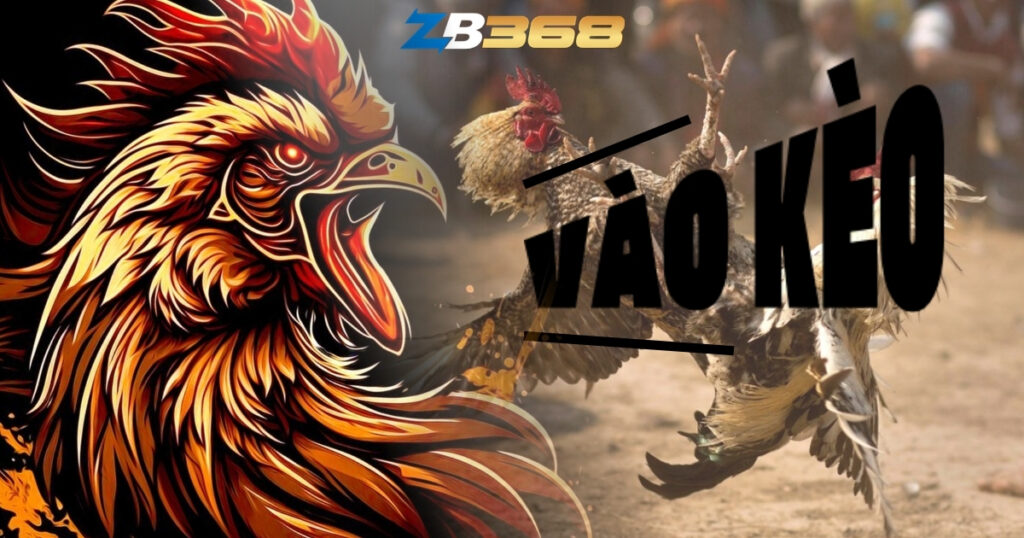 Từ Lóng Trong Giới Đá Gà Cựa Sắt - Kê Thủ Cần Biết Những Gì?