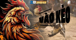 Từ Lóng Trong Giới Đá Gà Cựa Sắt - Kê Thủ Cần Biết Những Gì?